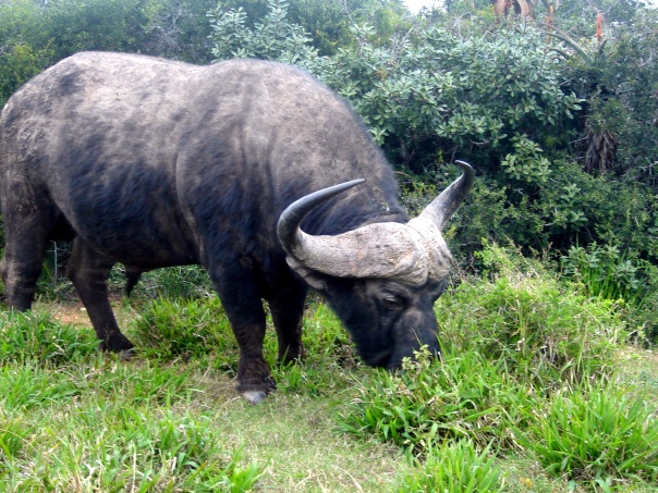 Cape Buffalo on the roadside