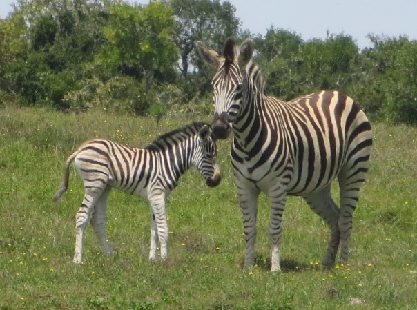 But seriously.  Baby zebra are really effing cute.